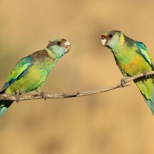 Harmony in the Wild: The Intricate Language of Animal Communication