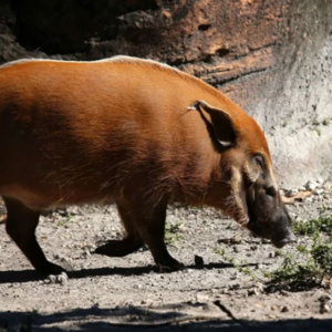 Red river hog – The most dapper pig in nature