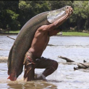 The risk of Arapaima gigas invasion in the Amazon region