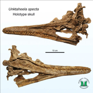 Appearance of 80 million-year-old crocodile-headed monster, dolphin body in the US