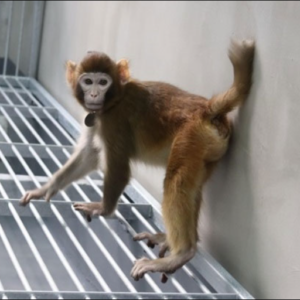 China creates the first genetically cloned healthy monkey