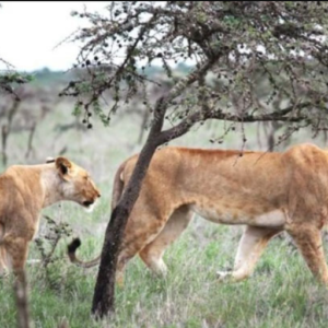 The presence of invasive ants leads to a reduction in lions’ consumption of zebras