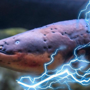 Can Electric Eels Shock Crocodiles and Stun Adult Humans with Their 860-Volt Electrical Discharge?