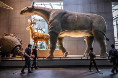 The largest land mammal ever to exist is Paraceratherium – Just how big was it?