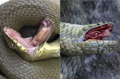 The “cunning” snake knows how to pretend to be dead and spit out its own blood like in the movies