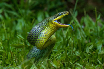 A species of snake that looks terrifying and resembles a venomous snake but is harmless