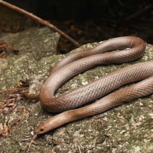 A new species of snake with dagger-shaped fangs, capable of scaling vertical cliffs, has been discovered in Thailand.