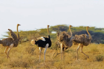 Why do lions, known as the “king of the jungle” and hailed as top predators, rarely hunt ostriches?