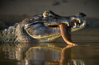 Black caiman crocodile – apex predator