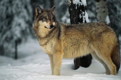 Why can’t humans domesticate wolves?