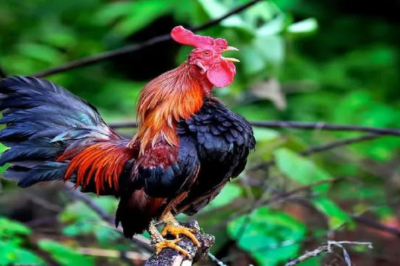 The chicken breed that symbolizes royal power “laugh” like a human